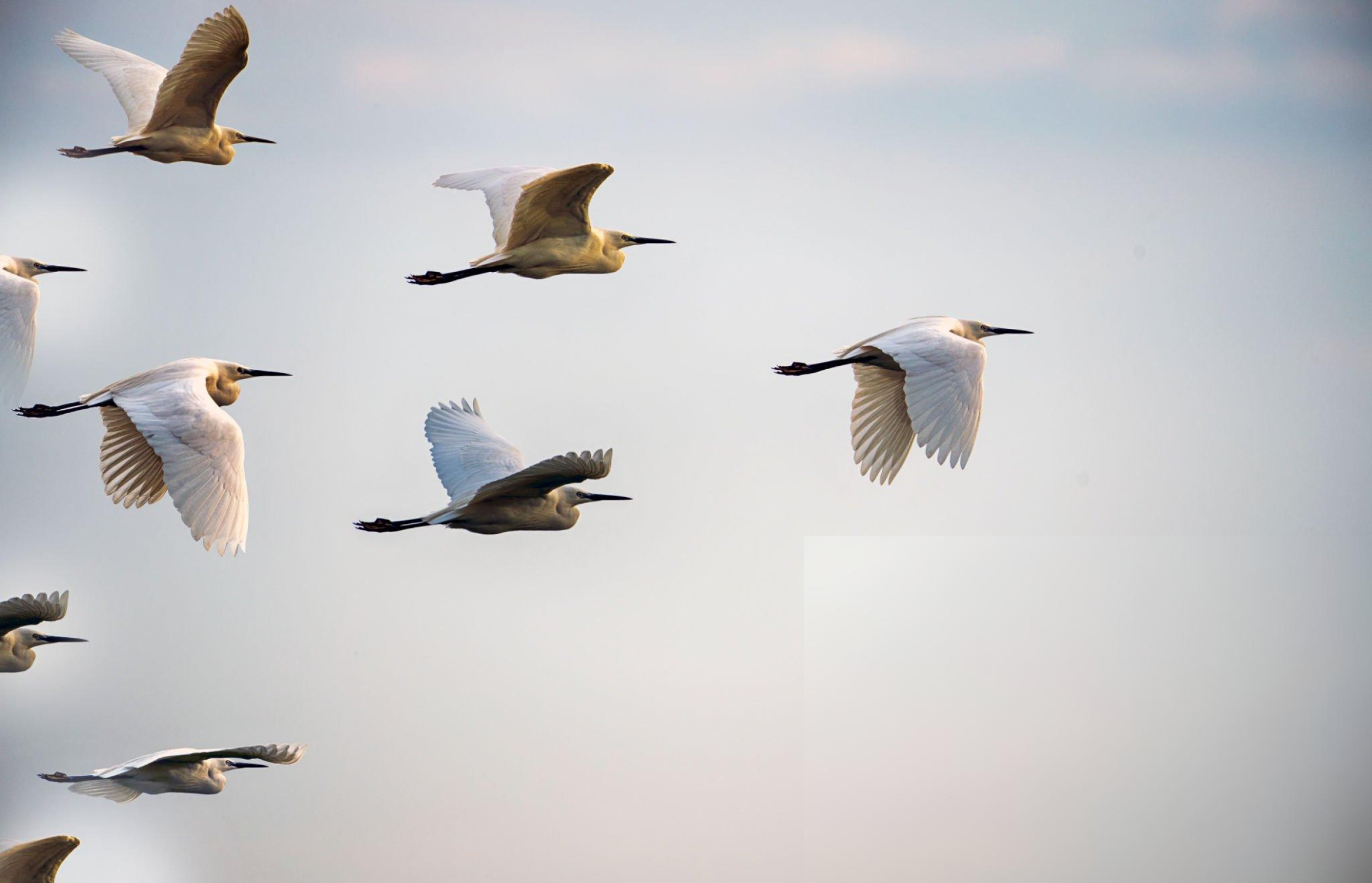 Öncü bakış değeri görseli.